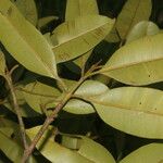 Calophyllum brasiliense Blatt