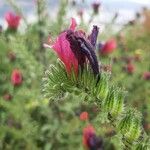 Echium creticum Blomst