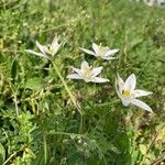 Ornithogalum divergens Buveinė