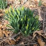 Galanthus nivalisFolio