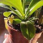 Nepenthes alata Листок