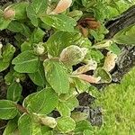 Salix repens ഇല