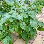 Amaranthus powellii Характер