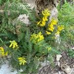 Corydalis cheilanthifolia Blad