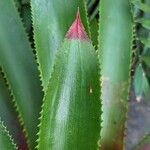 Wittrockia superba Leaf