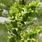 Veratrum album Cvet