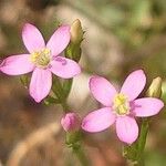 Centaurium tenuiflorum 花