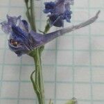 Delphinium peregrinum Floare