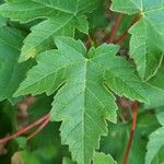 Acer glabrum पत्ता