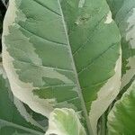 Nicotiana tomentosa Blad