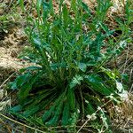 Crepis foetida Likasa