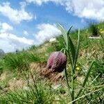 Fritillaria tubaeformis Õis