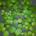 Hydrocharis laevigata Blatt