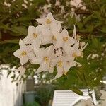Solanum jasminoides Цвят