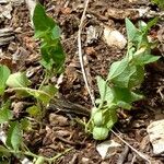 Aristolochia pallida Habit