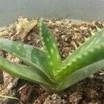 Aloe macrocarpa Deilen