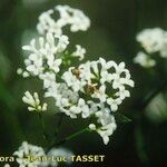 Asperula tinctoria Blüte