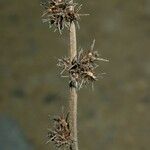 Acaena pinnatifida Fruit