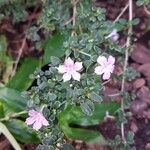 Buchozia japonica Flor