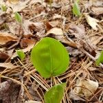 Maianthemum canadense Feuille