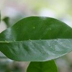 Coffea mauritiana Leaf