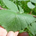 Rubus luticola Outro