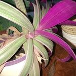 Tradescantia spathacea Folio