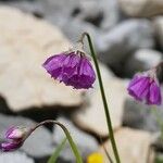 Allium narcissiflorum Flower