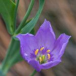 Eustoma exaltatum Kukka