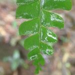 Didymochlaena truncatula 葉