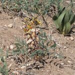 Hoffmannseggia glauca Habit