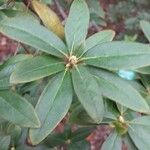 Rhododendron augustinii Blad