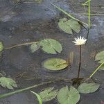 Nymphaea lotus 花