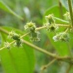 Miconia dependens Autre