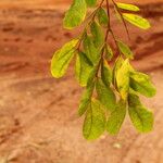 Albizia zygia Hoja