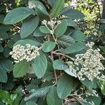 Cotoneaster coriaceusDeilen