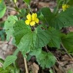 Viola pubescens Flower