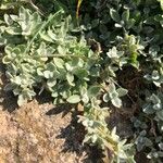 Cerastium gibraltaricum 葉