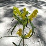 Pedicularis angustifolia Flower