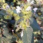 Galeopsis tetrahit Flower