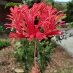 Hibiscus schizopetalus Flor