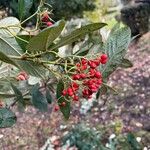 Cotoneaster frigidus Fruit