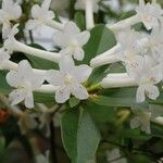 Rhododendron loranthiflorum Квітка