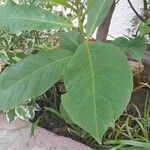 Terminalia catappa পাতা