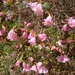 Rhododendron williamsianum 花