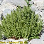 Dryopteris villarii Hàbitat