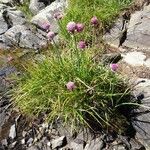 Allium schoenoprasum Habit