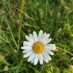 Leucanthemum ircutianum Квітка