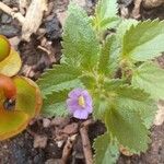 Stemodia verticillata Blatt