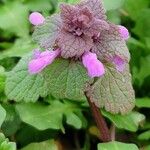 Lamium hybridumFlors